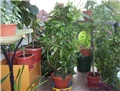 dracena
